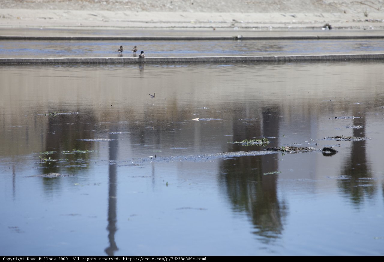 Serene bird enjoying the calmness of the water