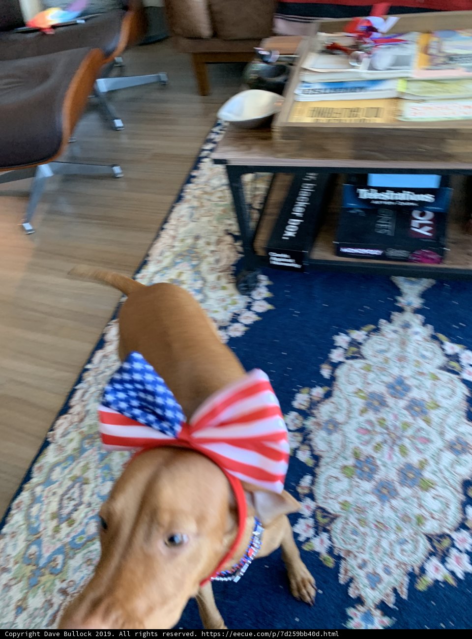 Patriotic Pup