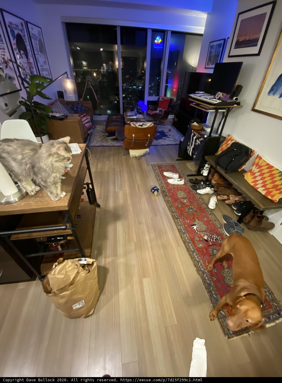 Coexisting Canine and Feline