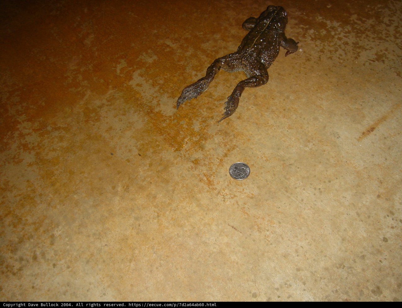 Frog and Penny Encounter