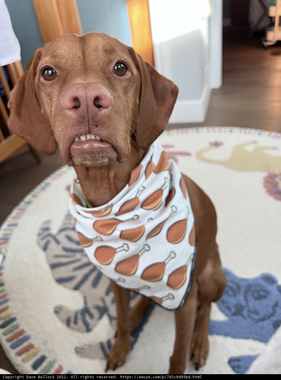 Fashionista Pup