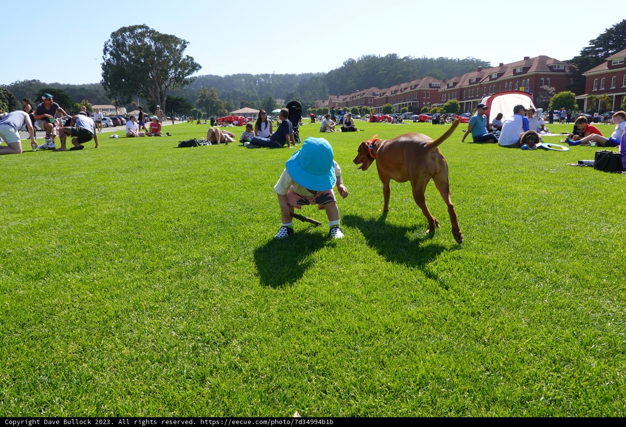 A Moment of Innocence: A Child's Play Date with a Dog in the Park