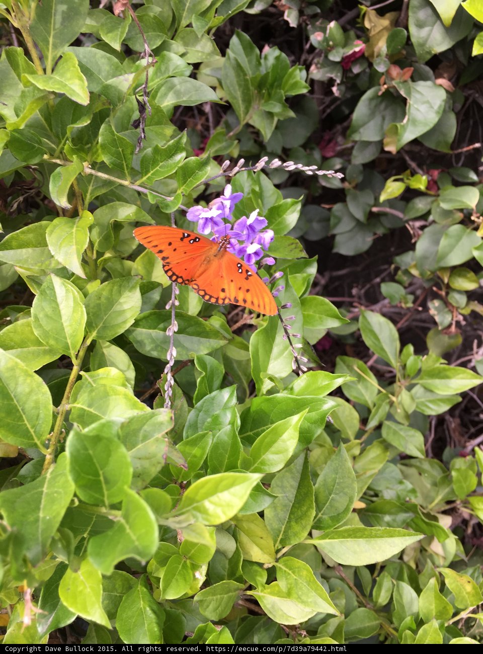 Gulf Fritillary Butterfly