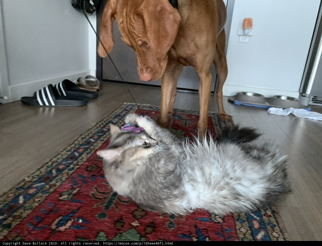 Furry Friends playing on Hardwood Flooring