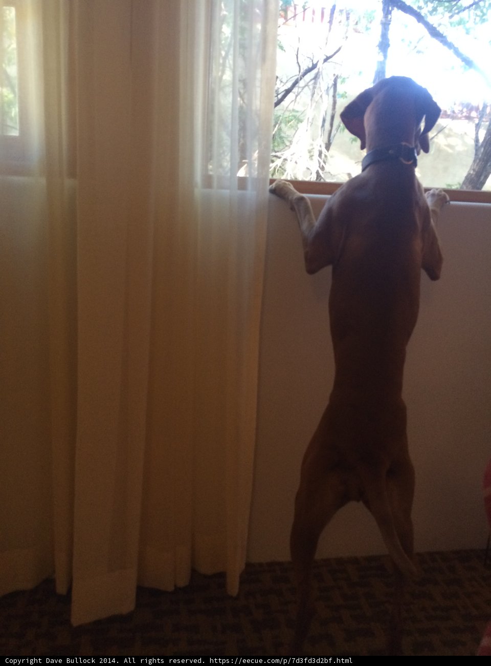 Window Watcher