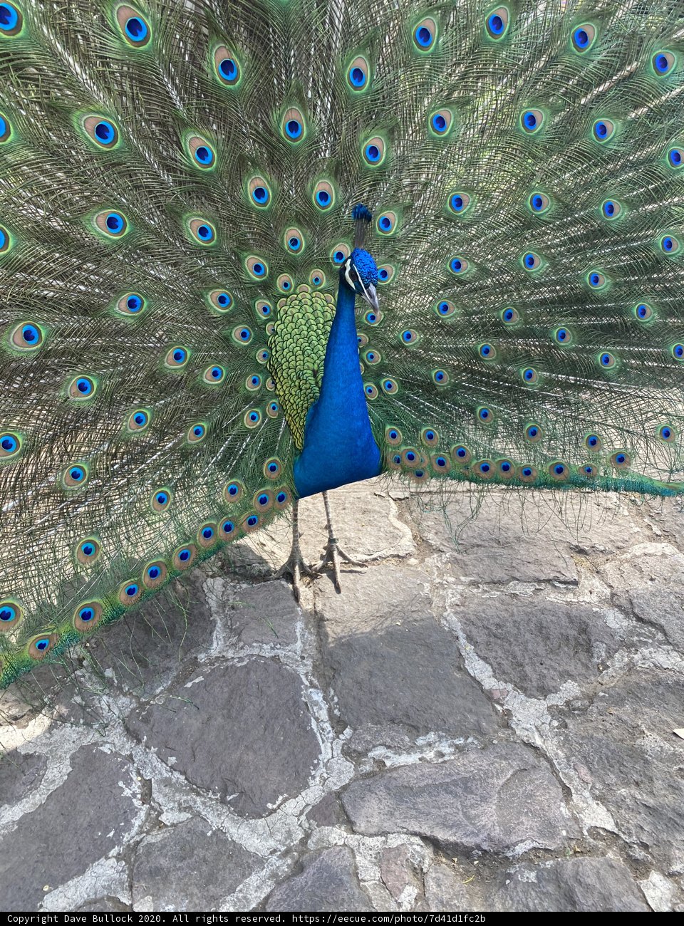 The Majestic Peacock on the Wall