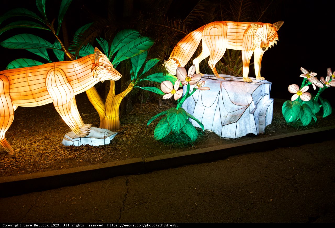 Enchanted Night Safari at Oakland Zoo