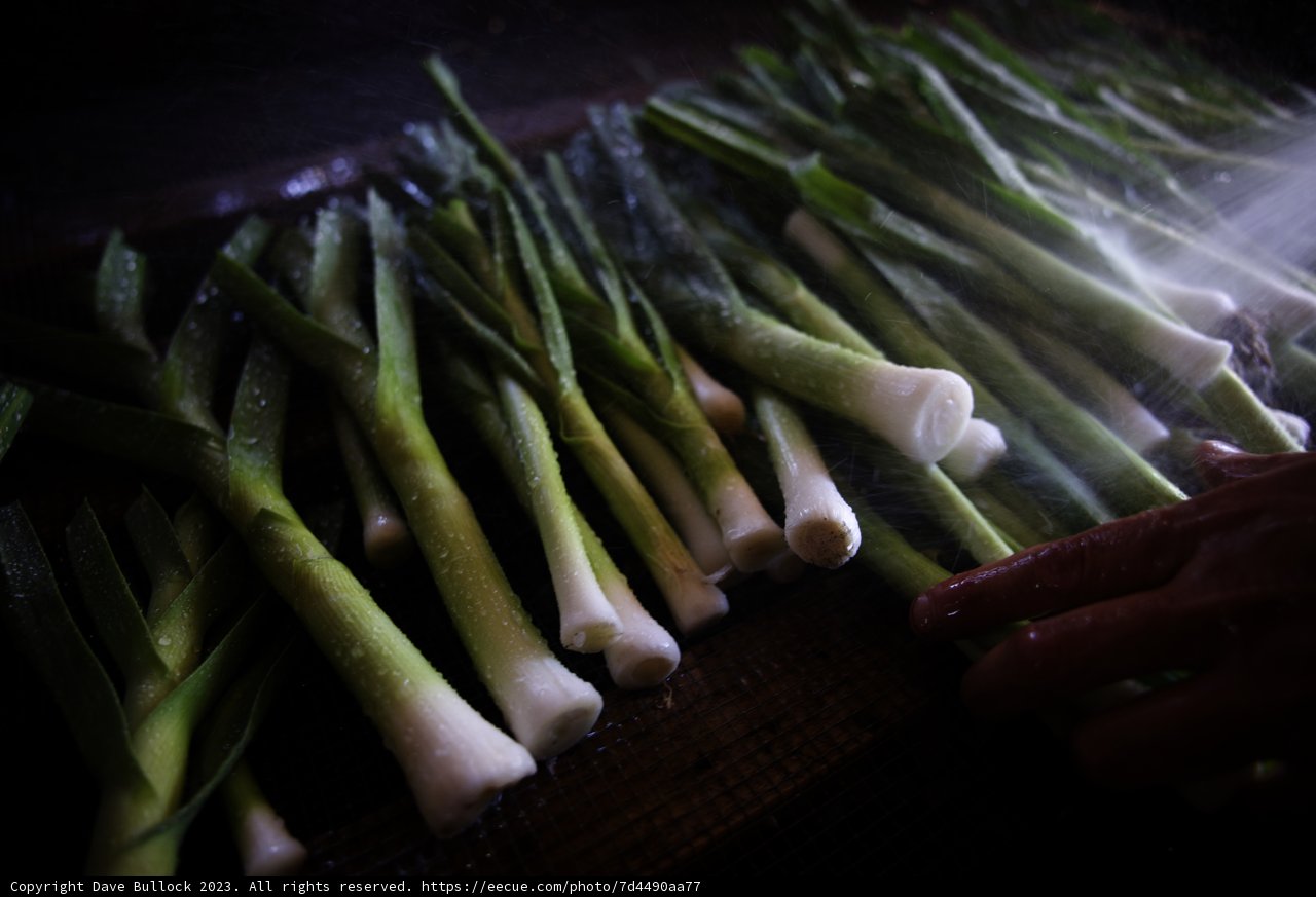 Fresh Green Onions from the Garden