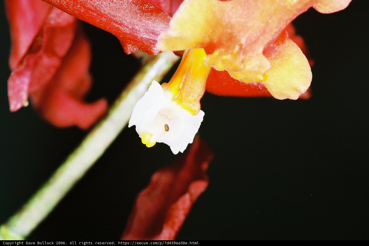 White-Centered Flower