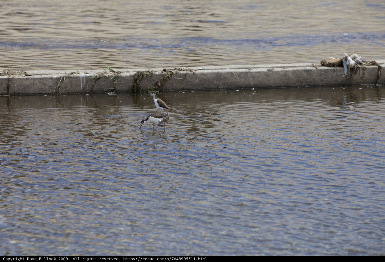 Waterfront Bird Hangout