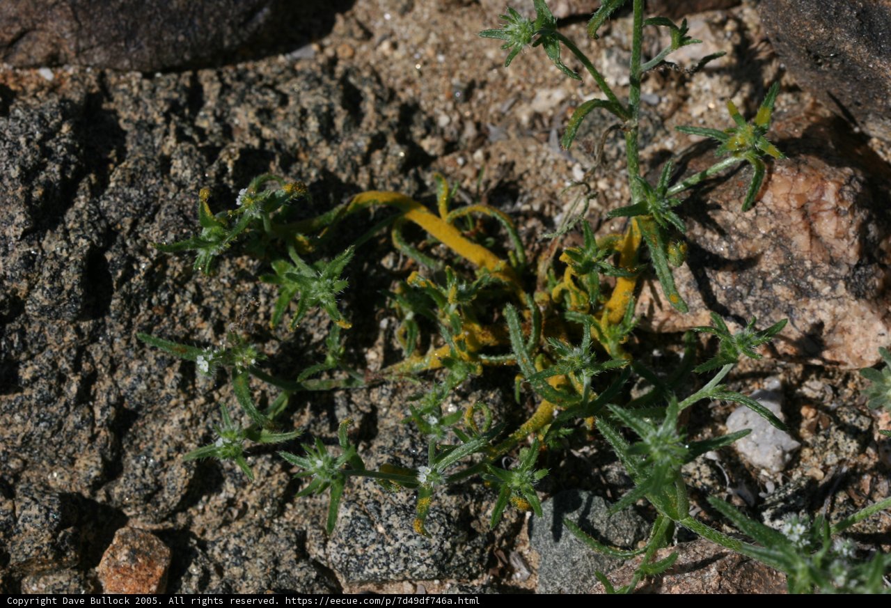 Resilient Plant Among the Rocks