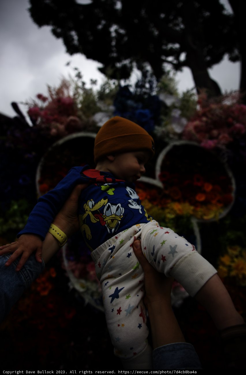 Blooming Joy at Disneyland
