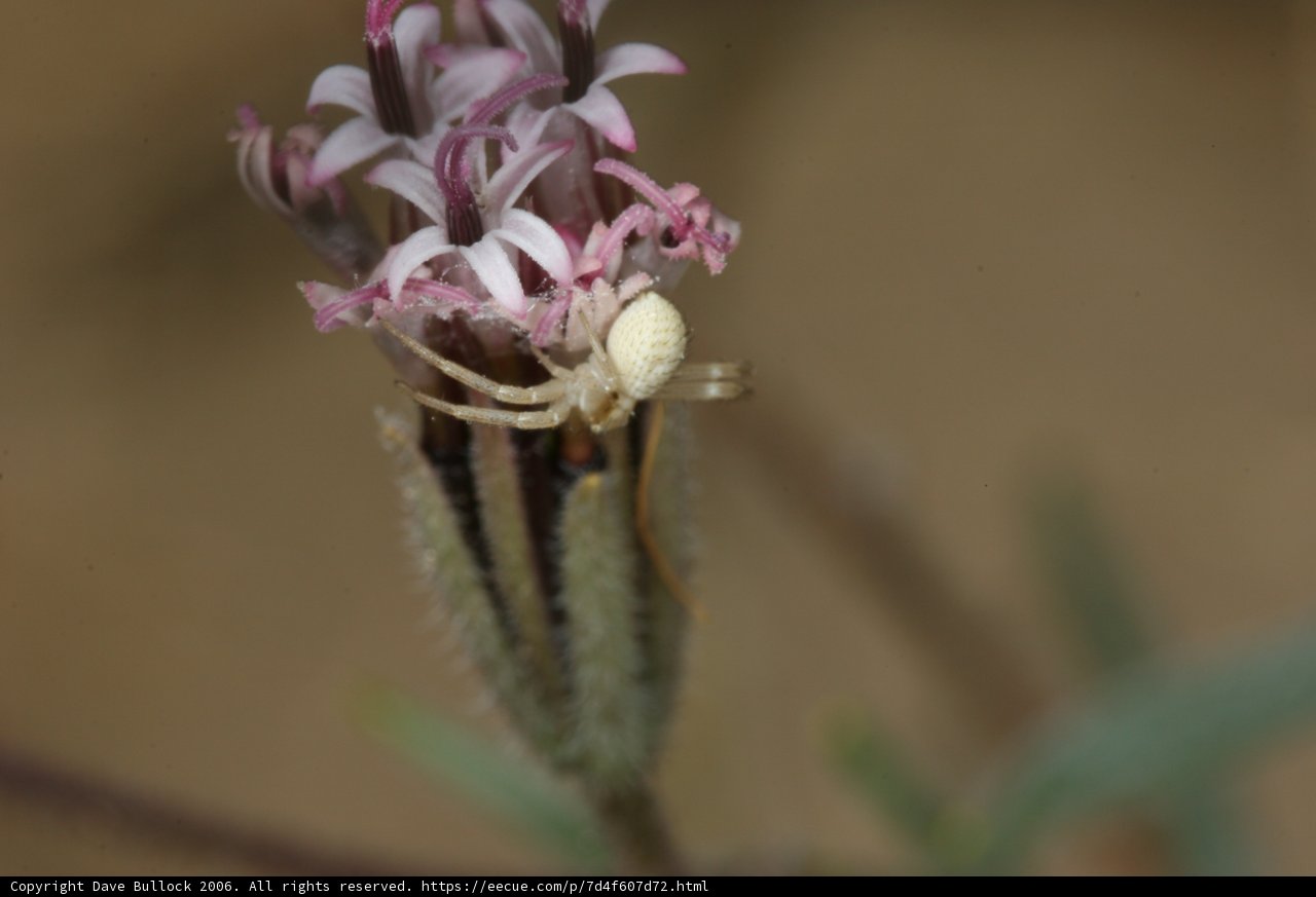 Garden Spider on a White Flower