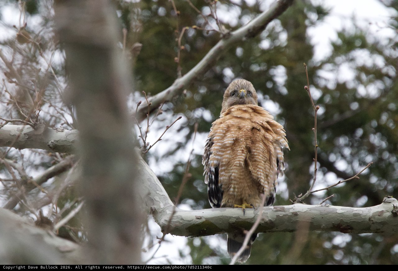 Red-Shouldered Hawk Perched on Winter Branch