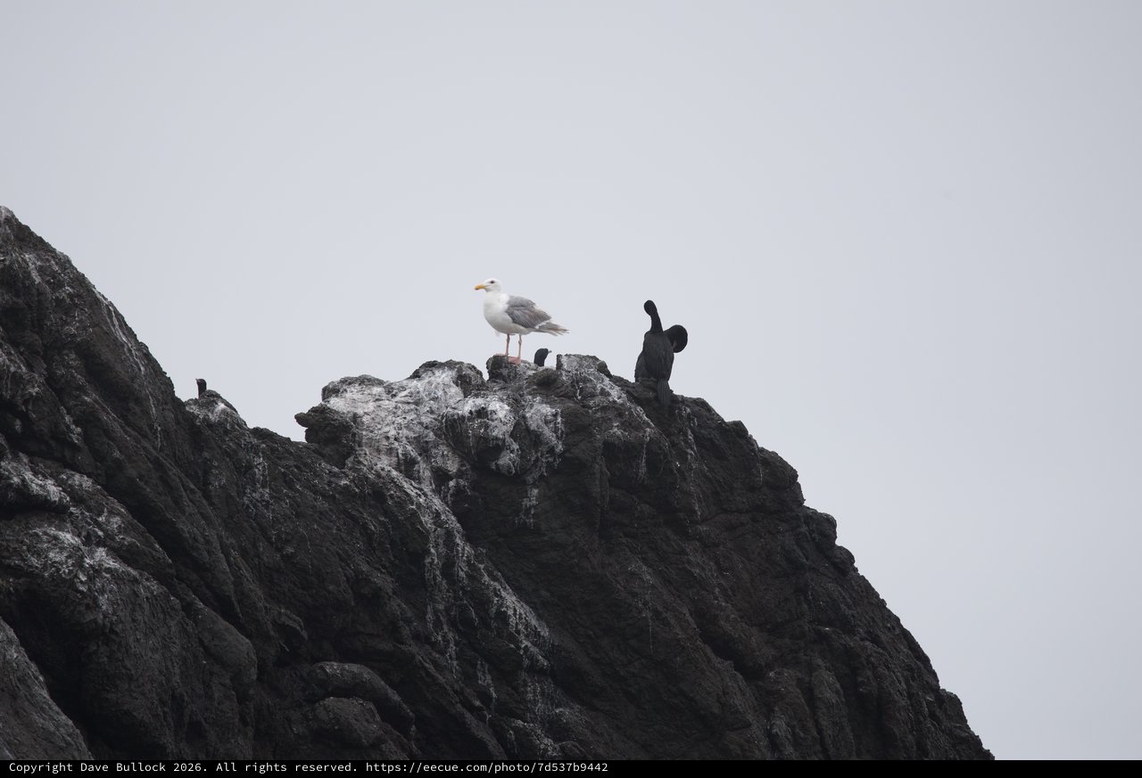Seagull Reigns Supreme Atop Rocky Coastal Outcrop
