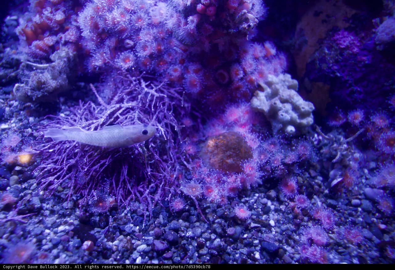 The Intimate Life of the Monterey Bay Inhabitants