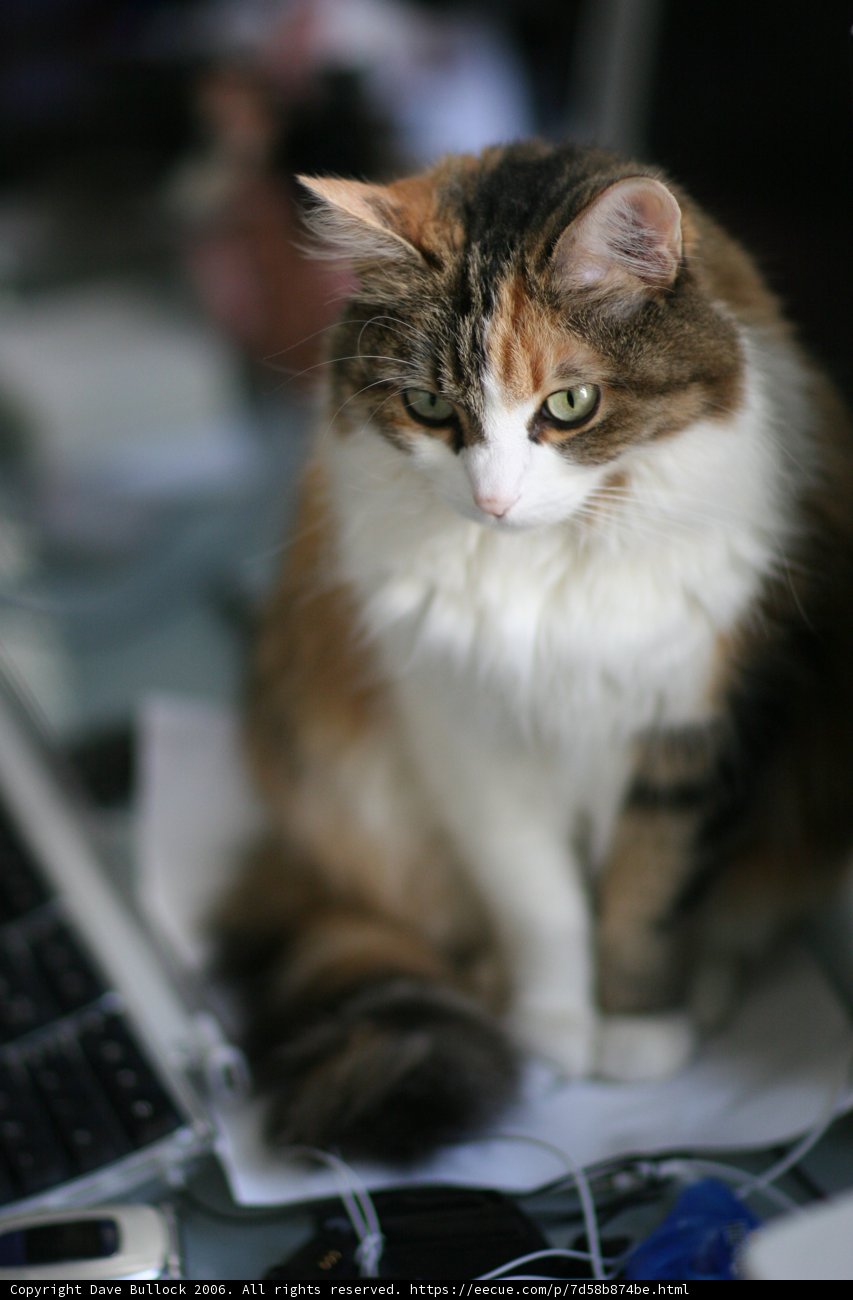 Tech-Savvy Feline