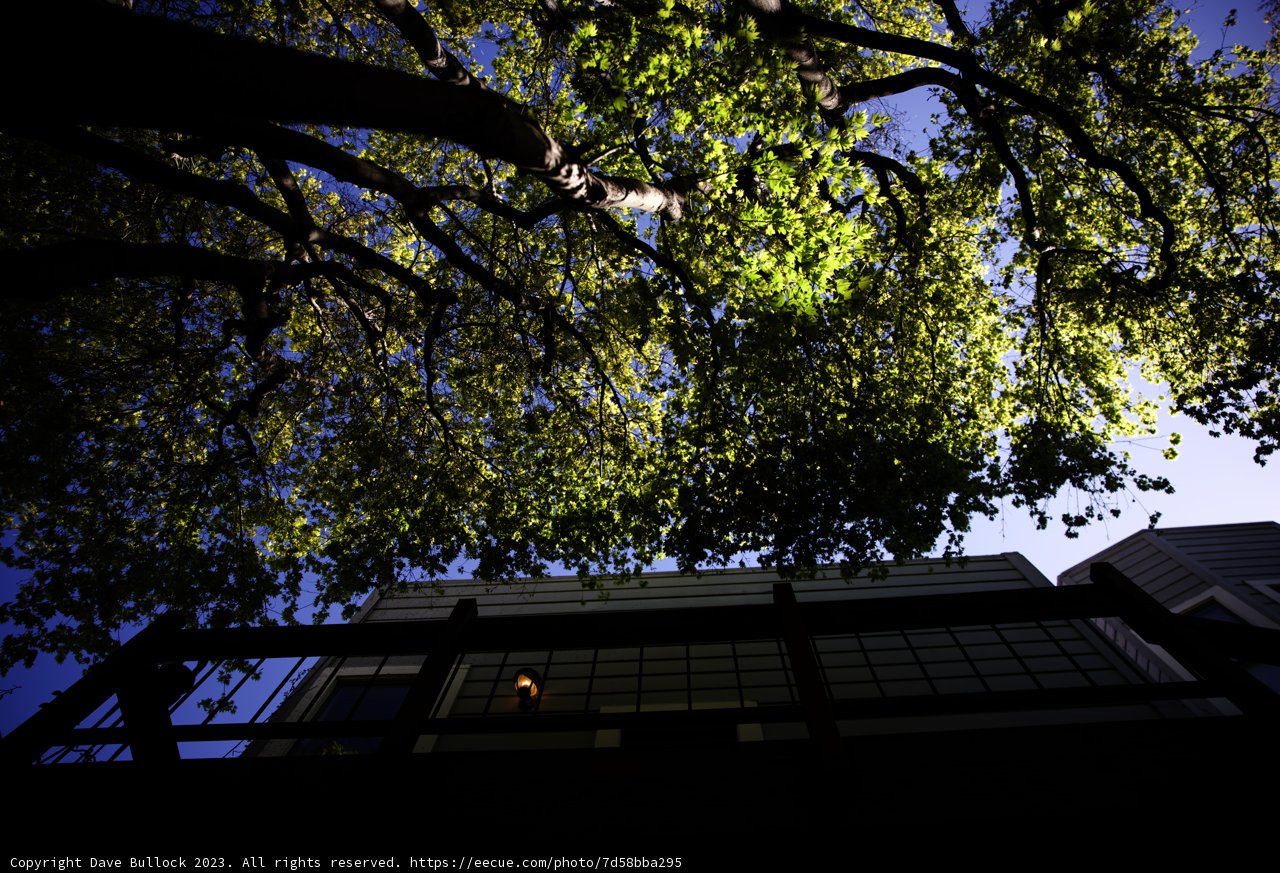 Urban Nature Harmony in San Francisco