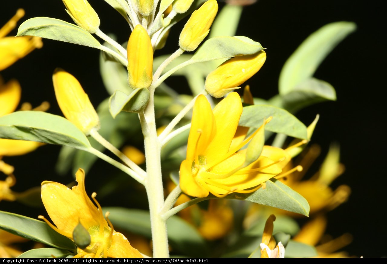 Sunny Blooms