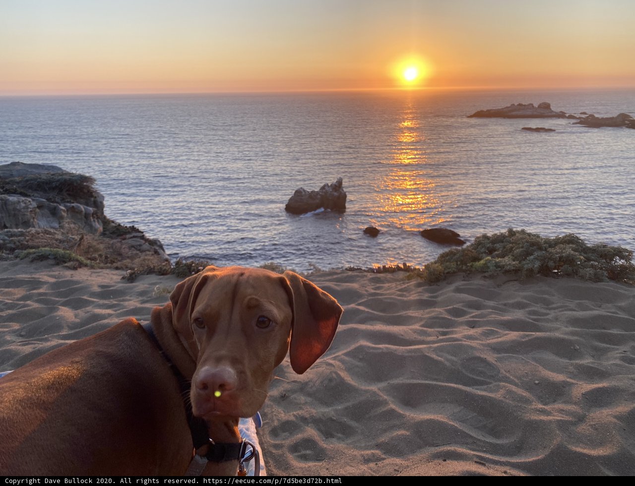 A Weimaraner's Sunset