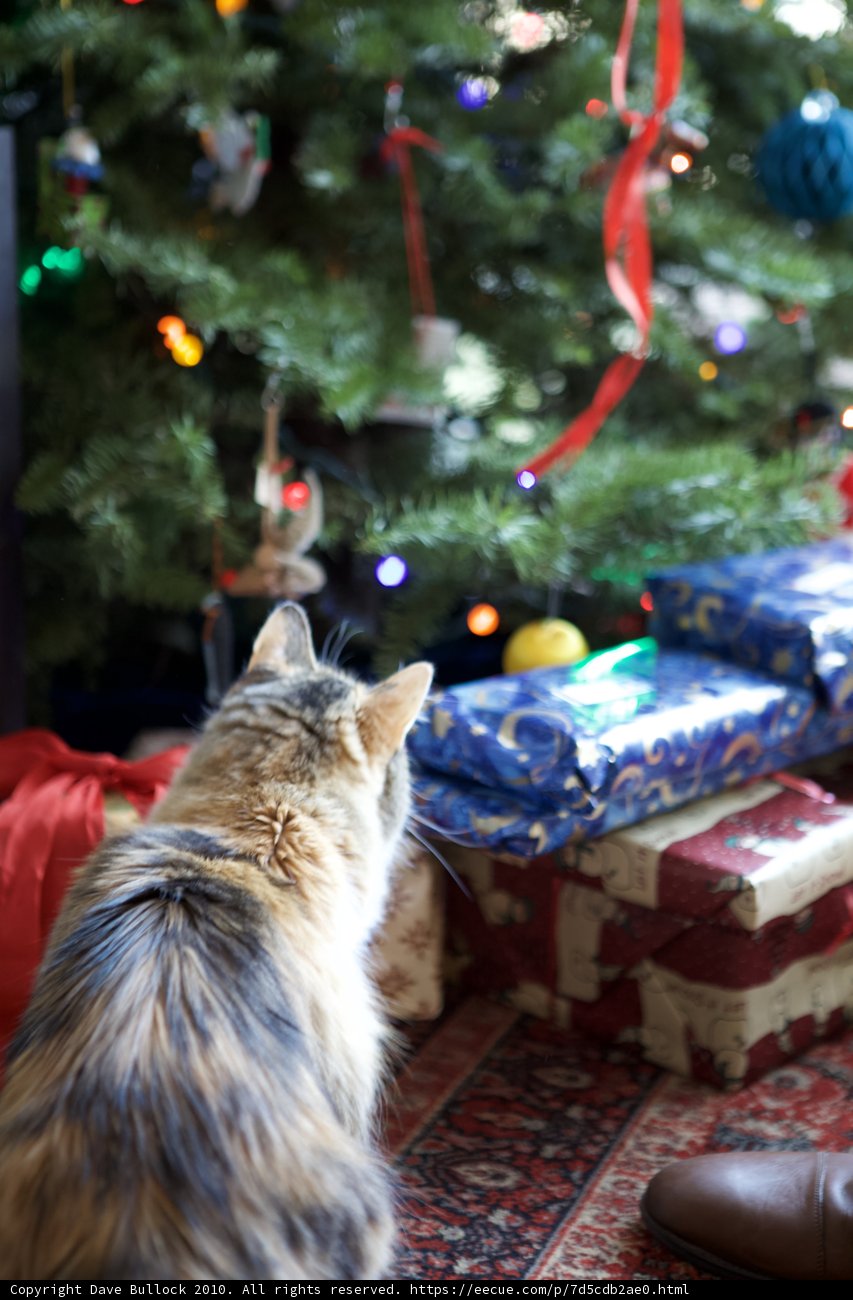 Christmas Cuddles with a Feline Friend