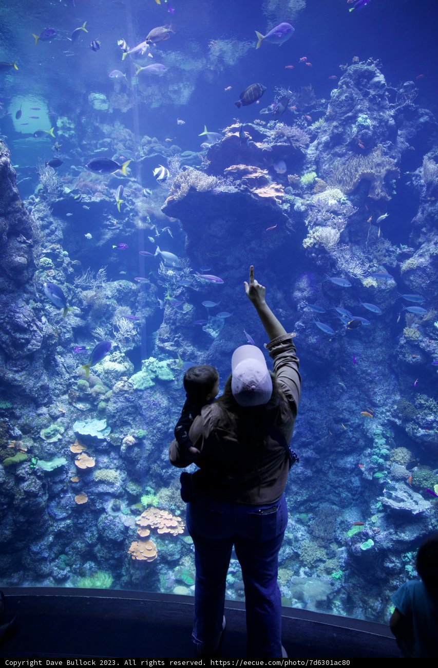 Transfixed: A Journey Beneath the Waves