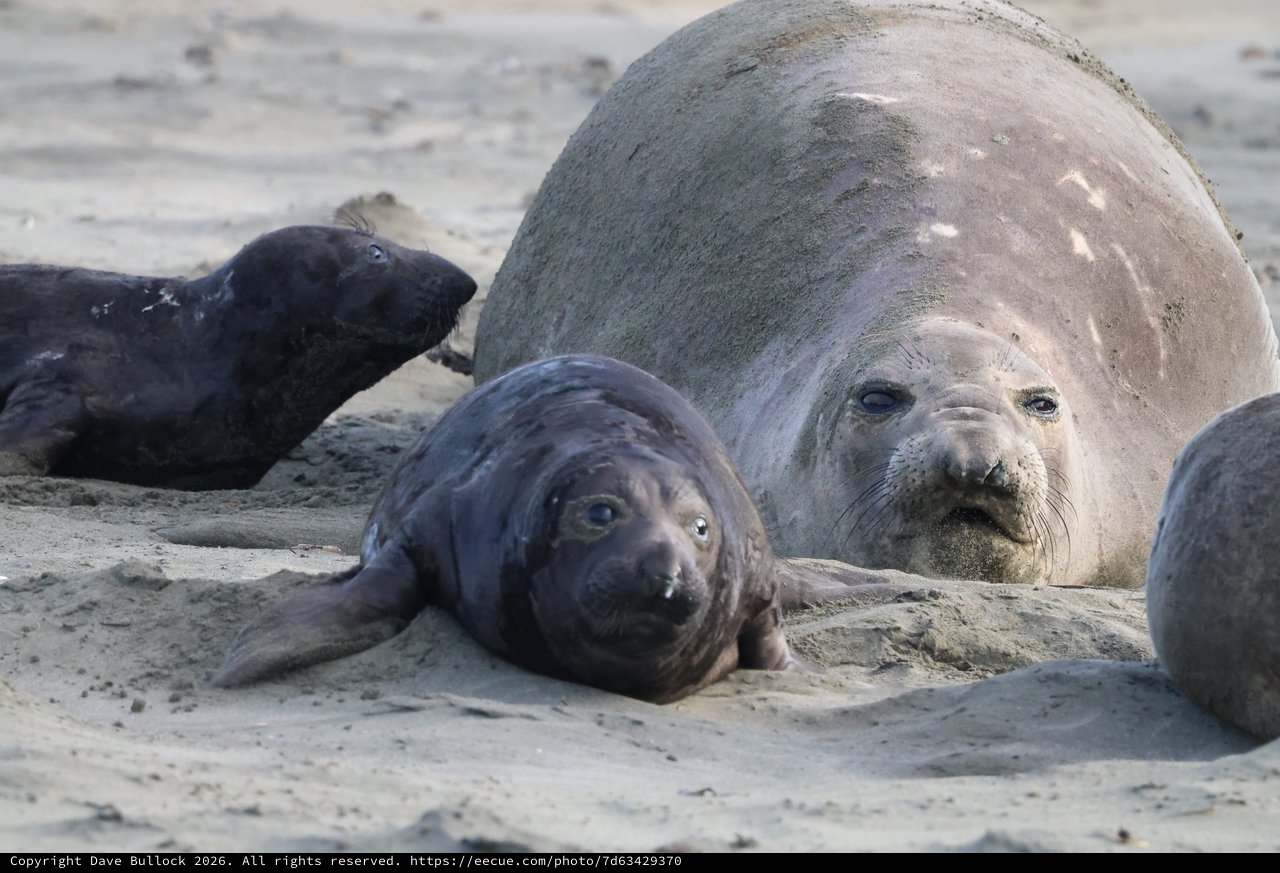 Elephant Seal Mother and Pups Resting on Beach