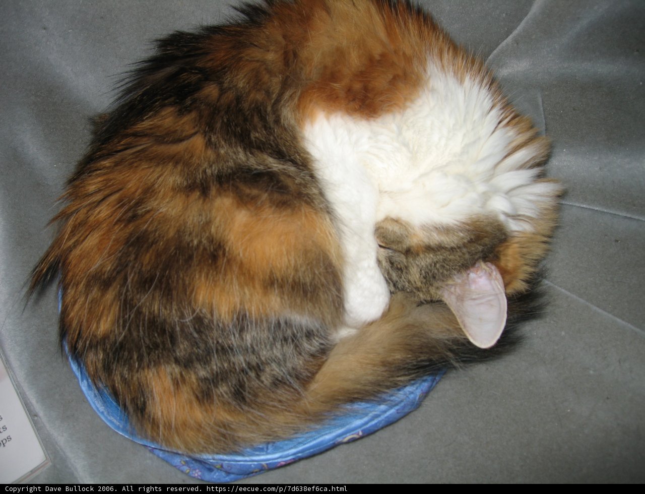 Comfortable Cat