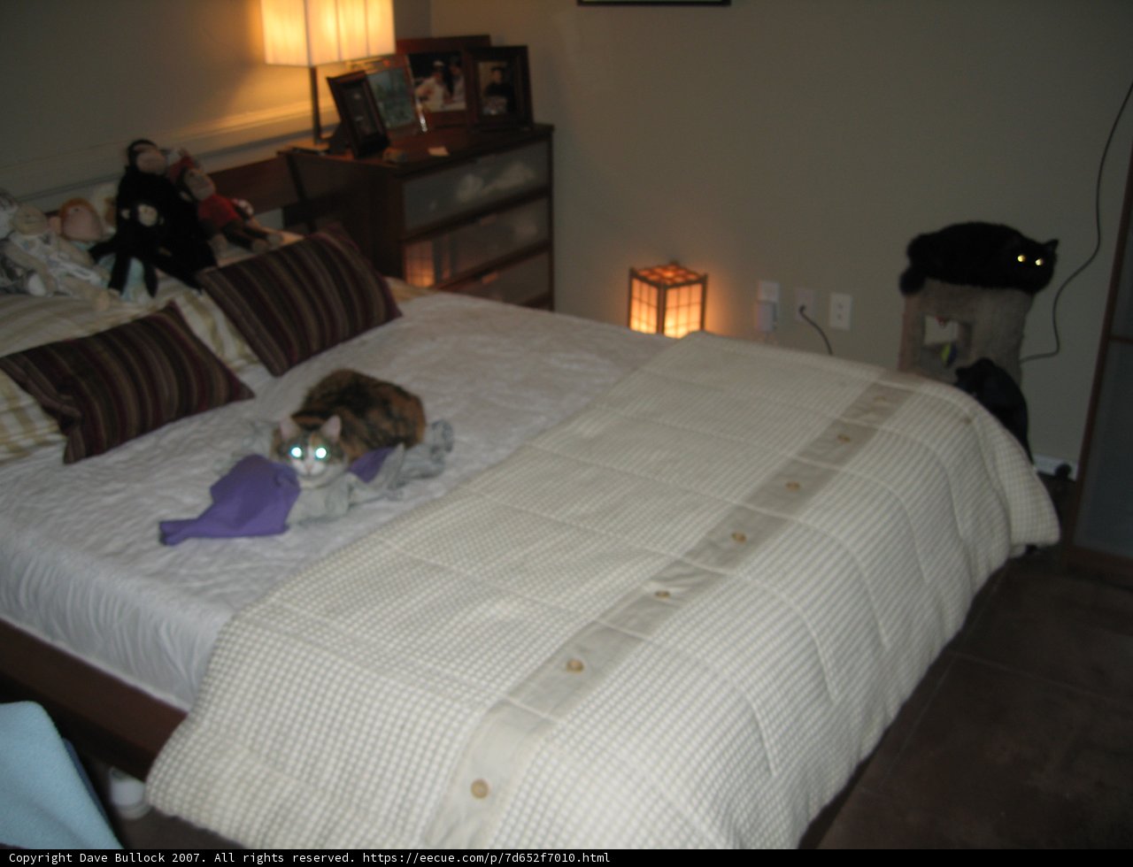 Cat Nap on Cozy Bed