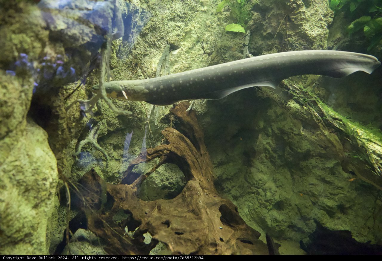Mighty Aquatic Wonders of the Rainforest Exhibit