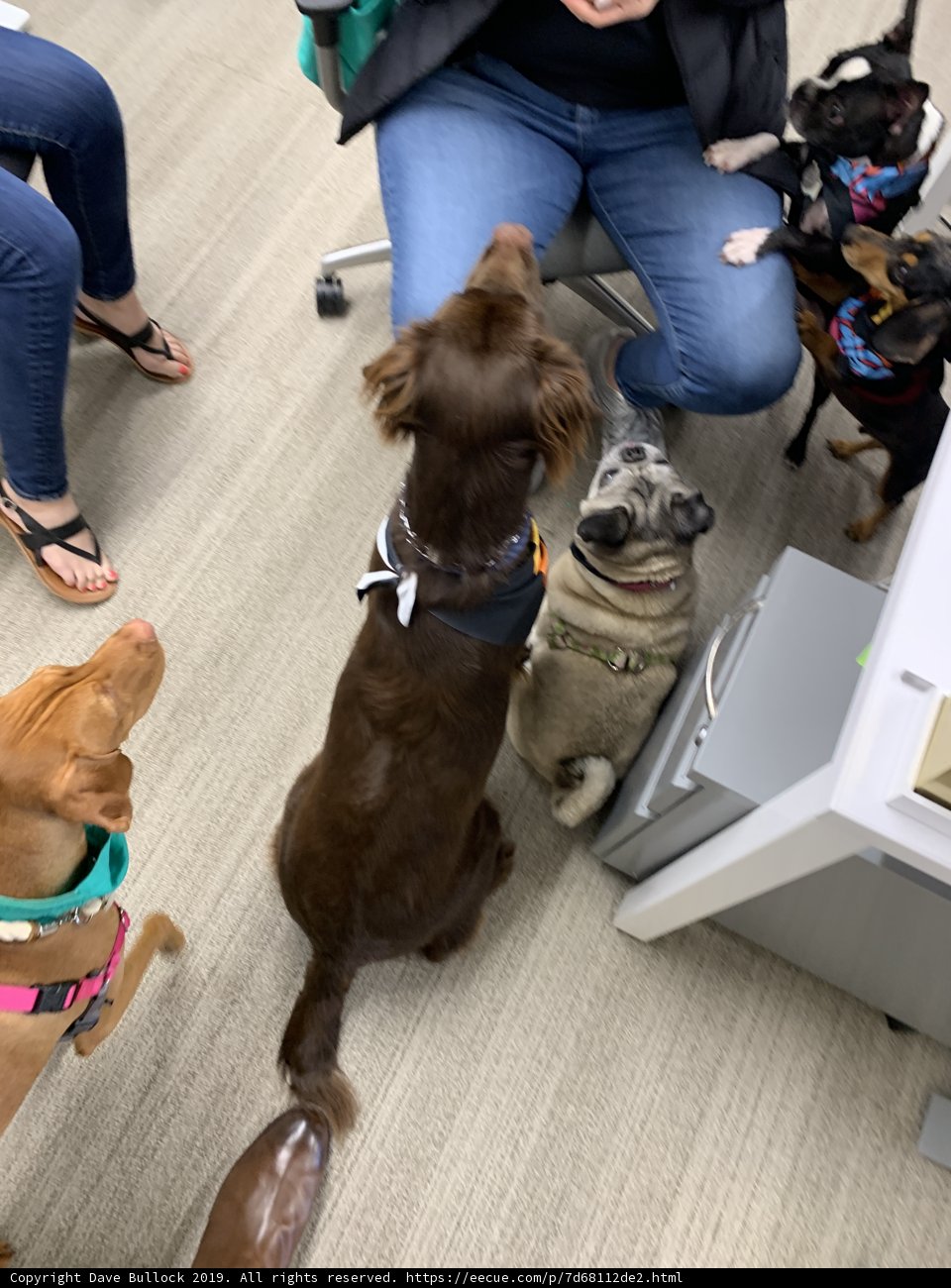 Canine Cuddle Party