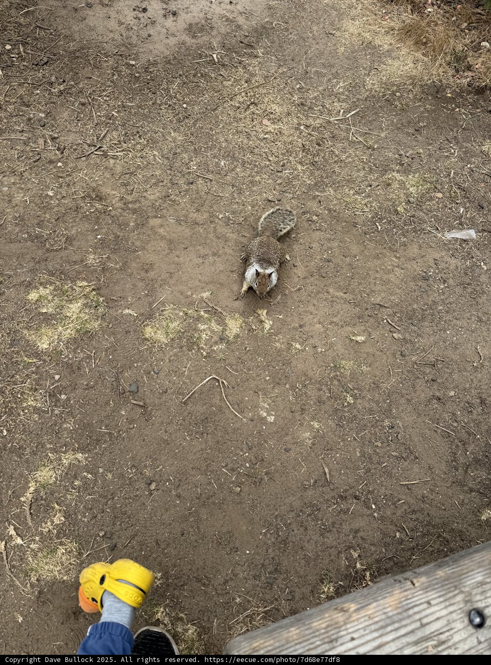 Curious Encounter in Cambria