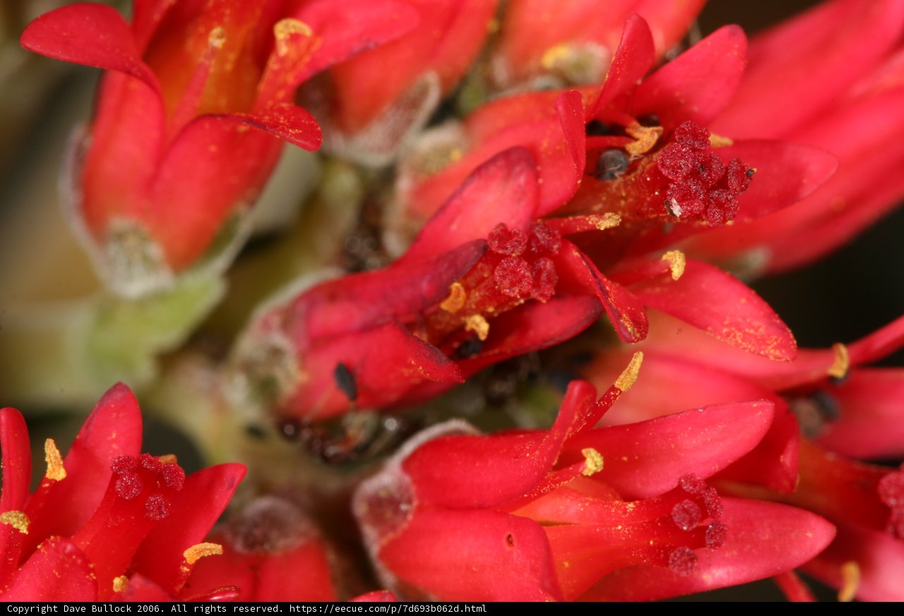 Bug-infested Red Flowers