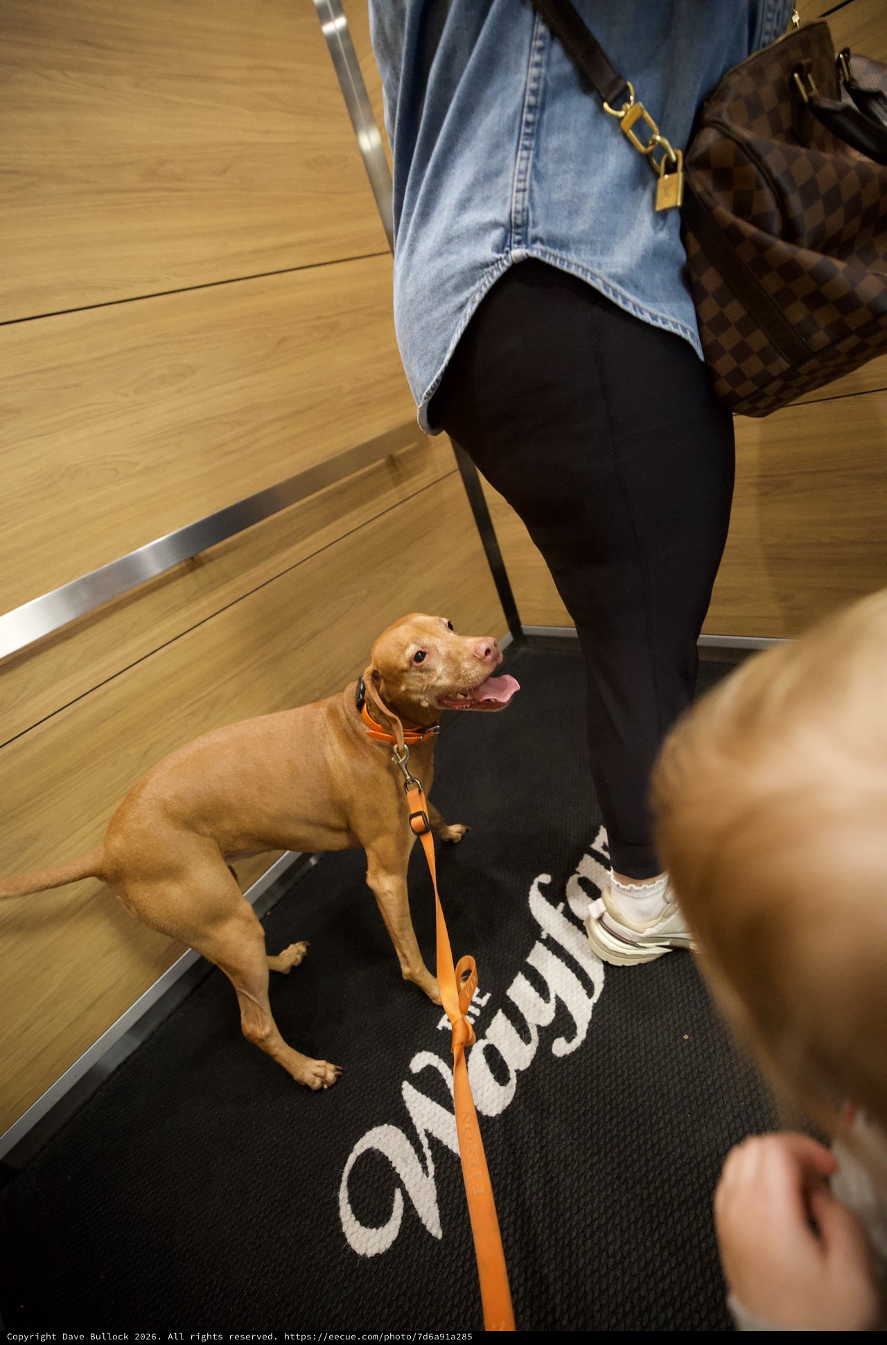 Tan Pit Bull on Escalator During Store Visit