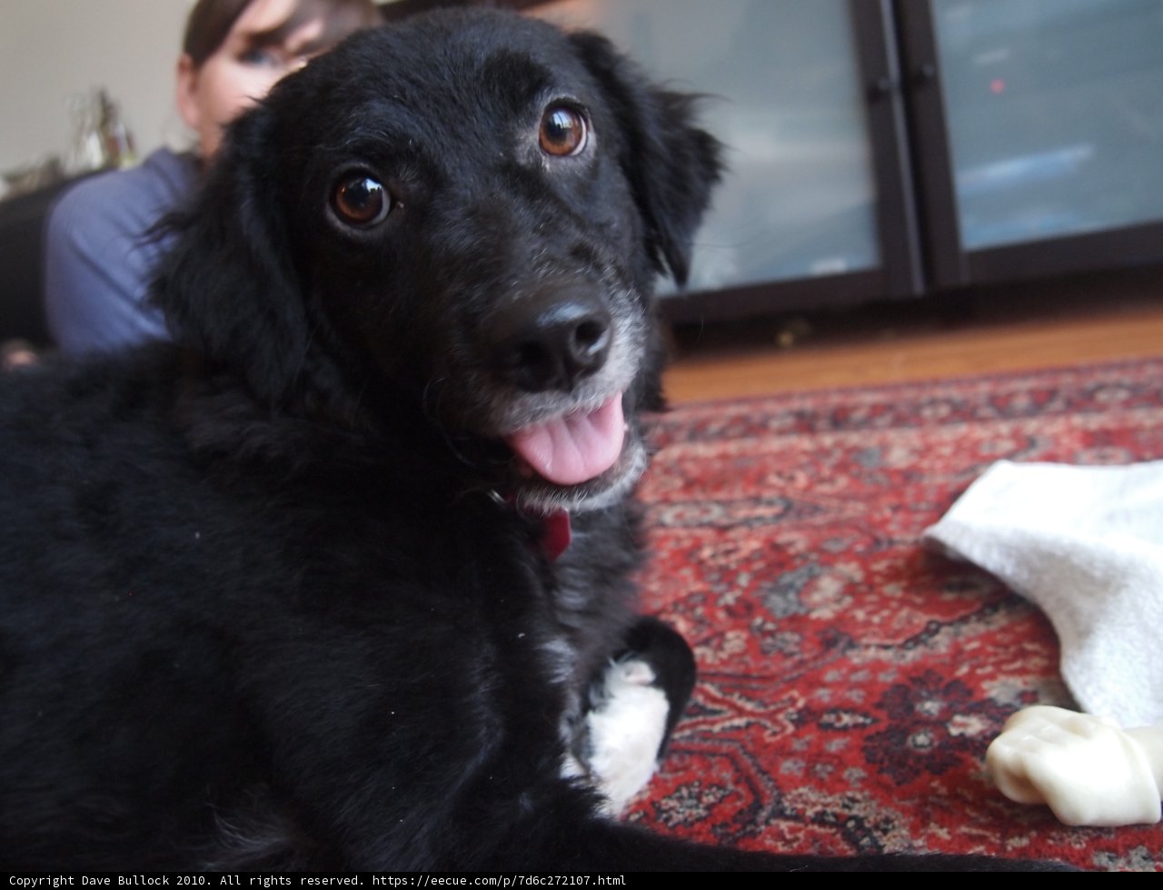 Black Beaut: The Adorable Canine Companion