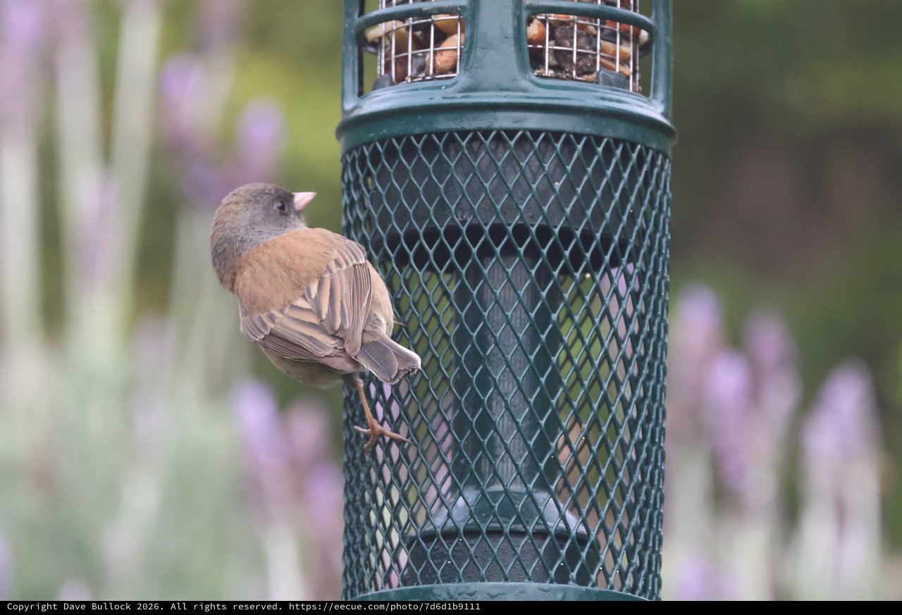 Juvenile Bird Perched on Green Wire Mesh Feeder