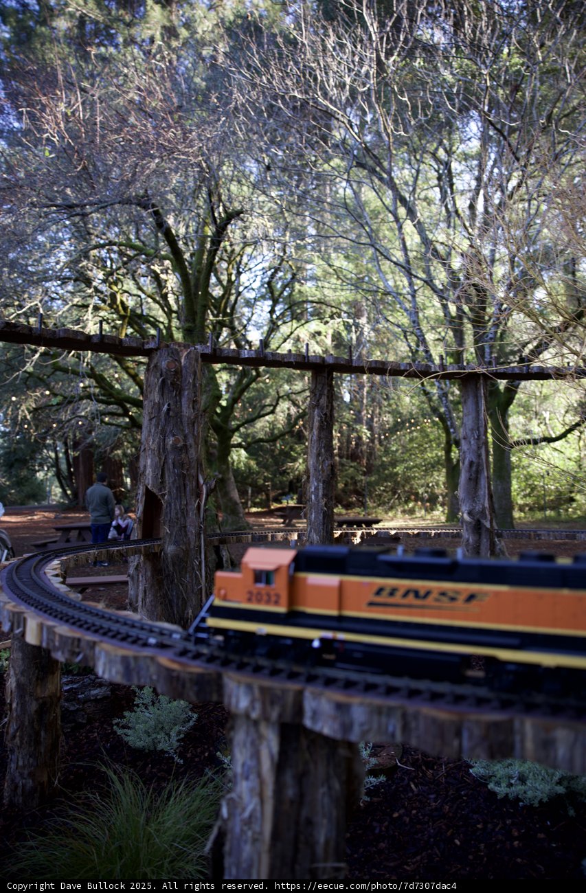 Woodland Express