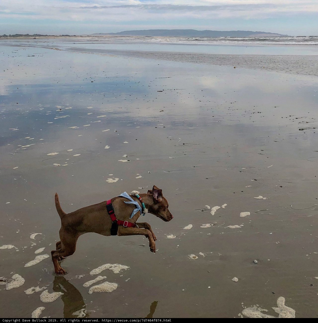Running Free on the Beach