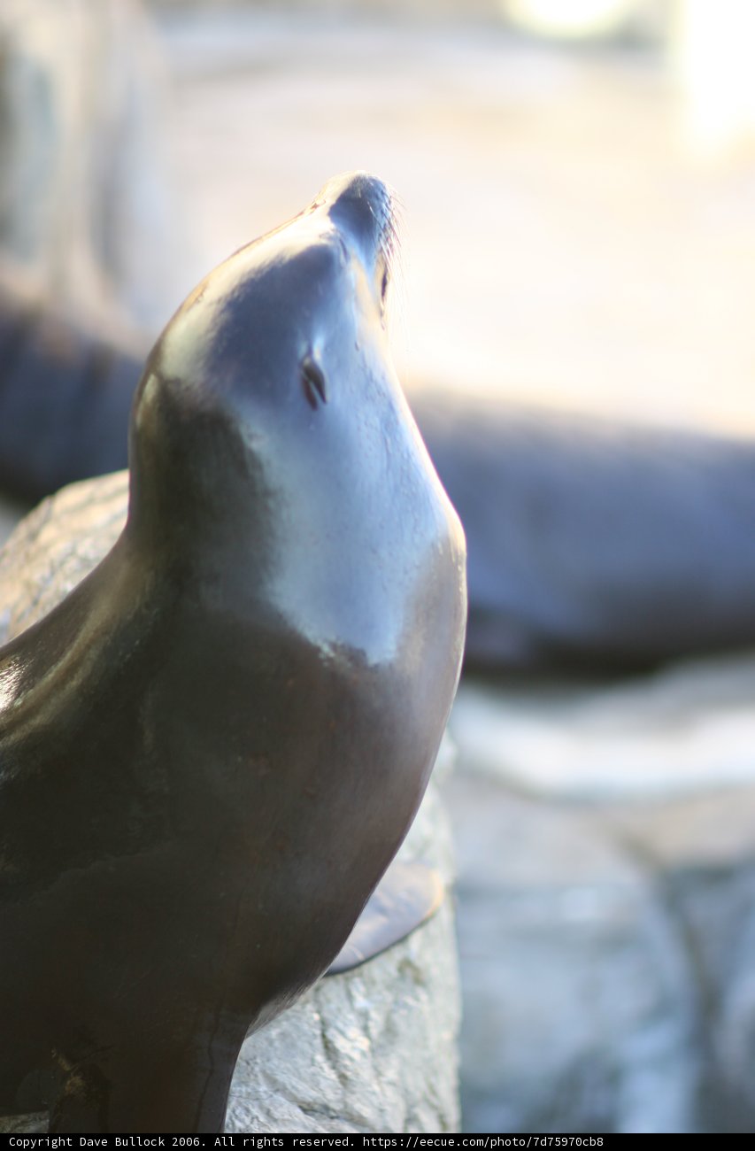 Pensive Sea Lion