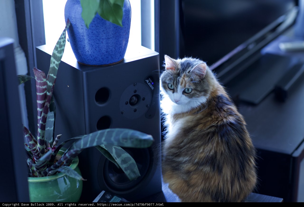 Speaker Cat and Potted Plant