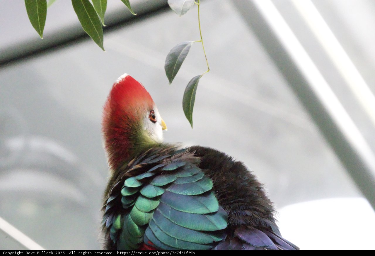Vibrant Plumage Perched