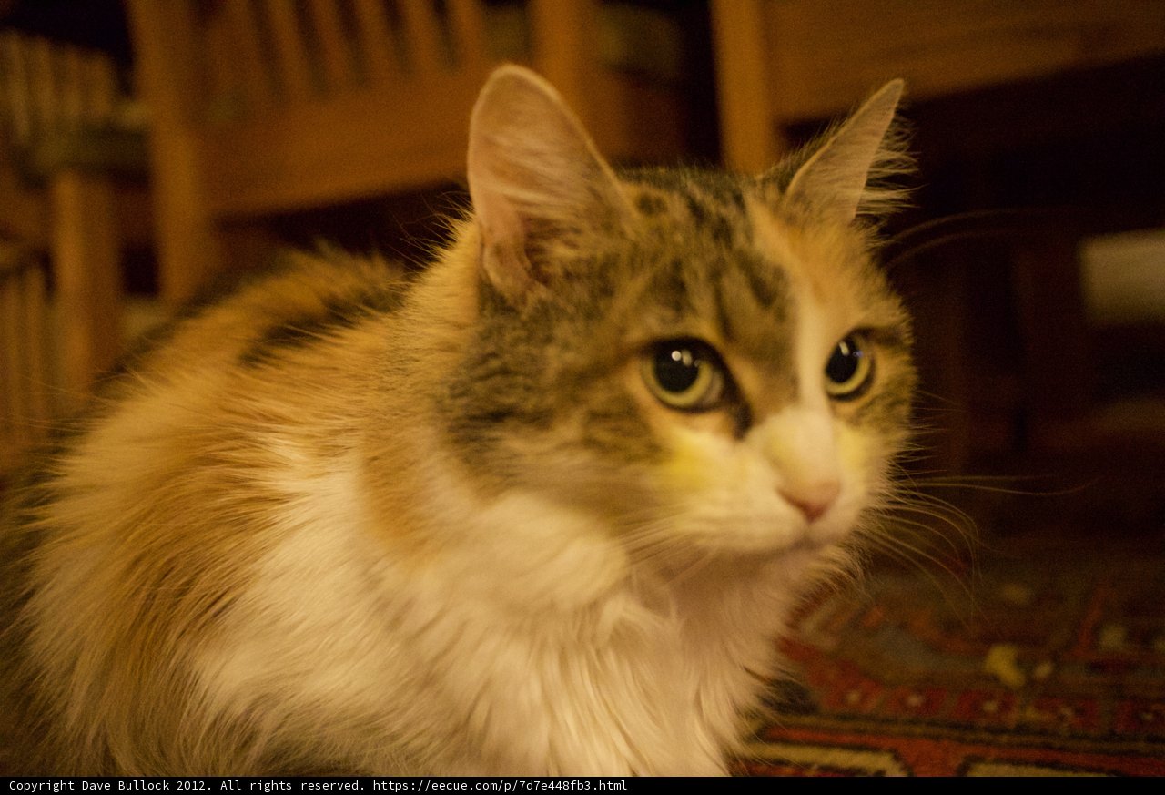 A Feline Resting on Hardwood