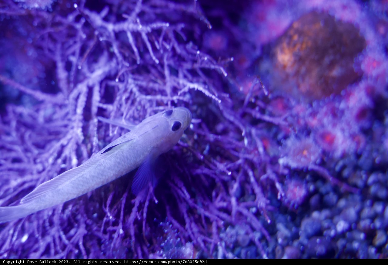 Tiny Emissary of the Deep