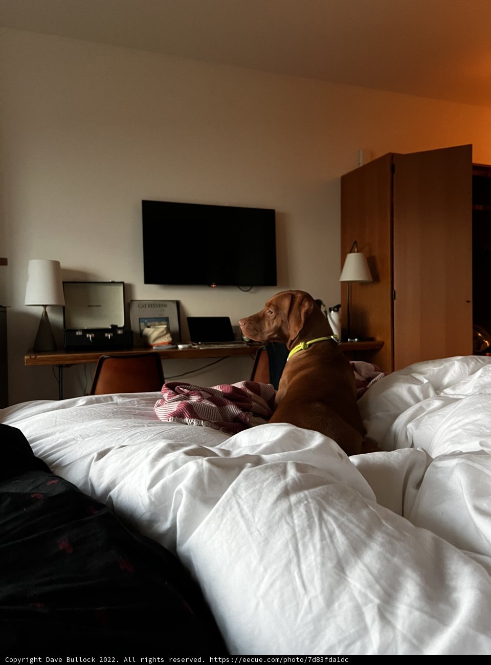 Comfy Canine on Hotel Bed