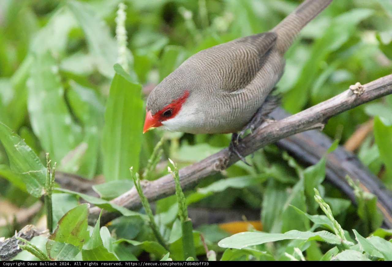 Scarlet Echoes: A Finch Amidst the Greens