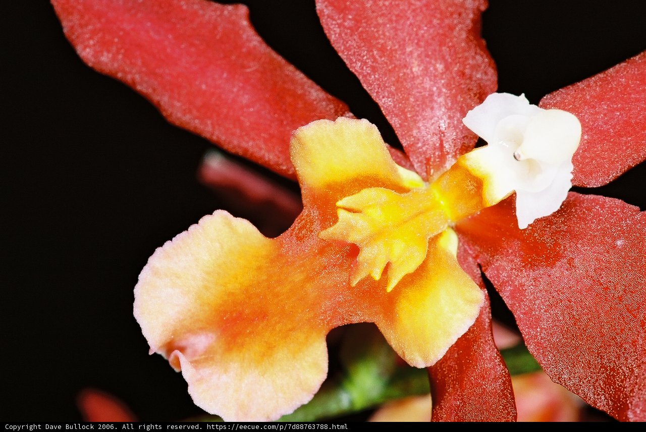 Red and Yellow Orchid Close-Up