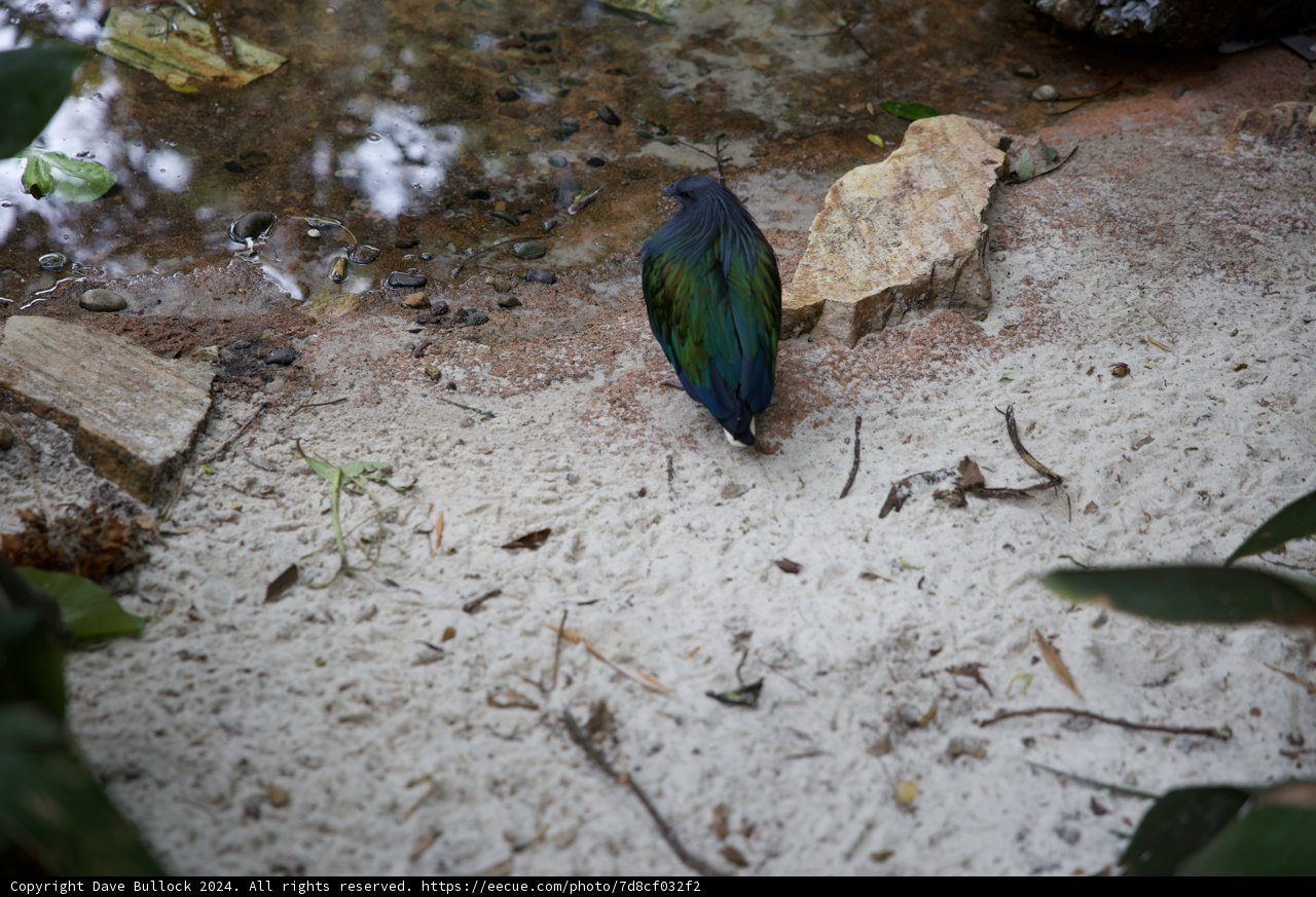 Moment of Solitude at Animal Kingdom
