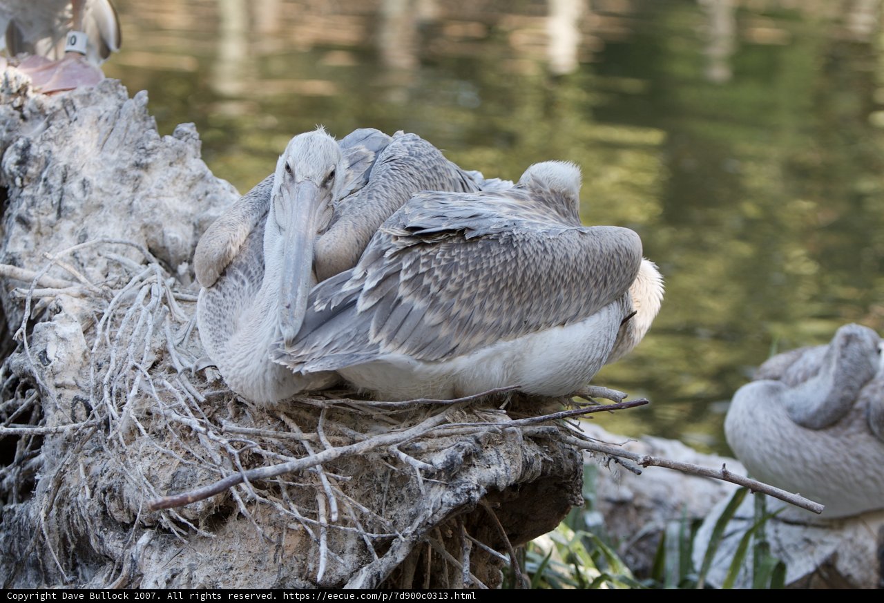 Pelican Party on a Tree Stump
