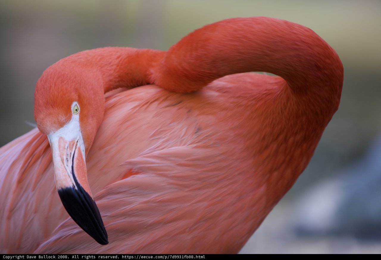 Pink Beauty in Focus