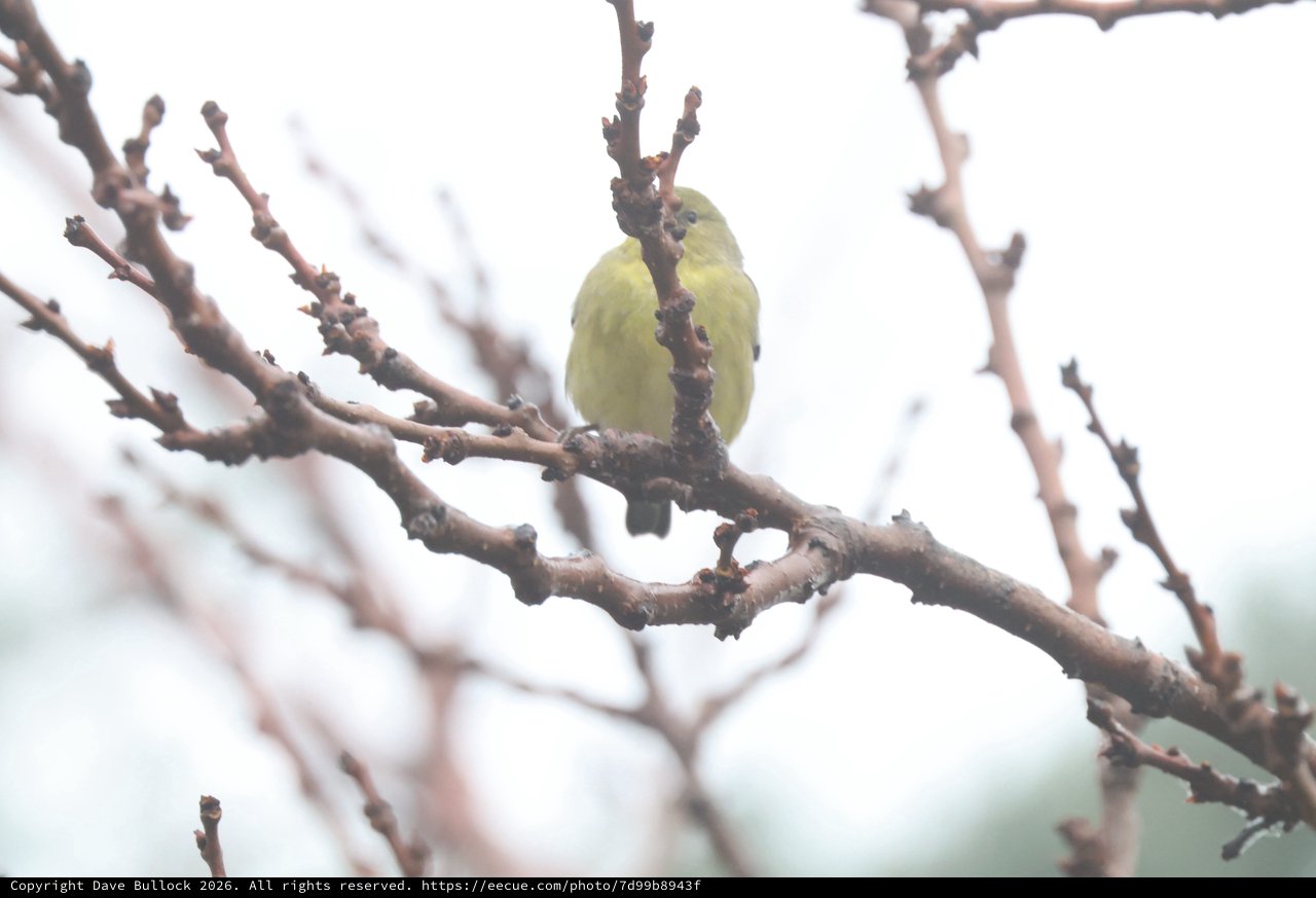 Yellow Finch Perched on Winter Branch